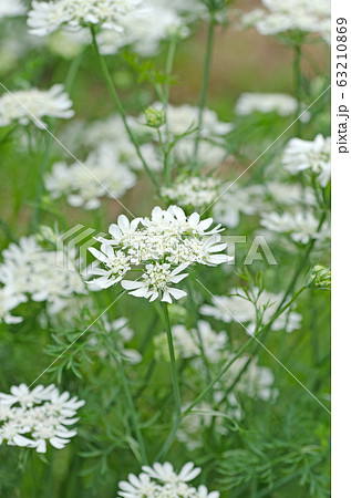 オルレア オルラヤ オルレア ホワイトレースの花の写真素材