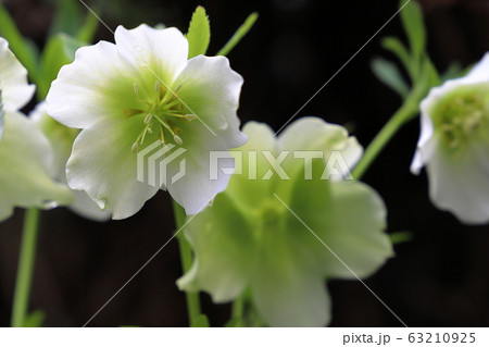 クリスマスローズ 63210925