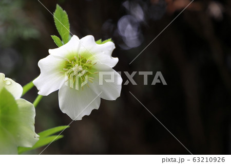 クリスマスローズ クリスマスローズ 63210926