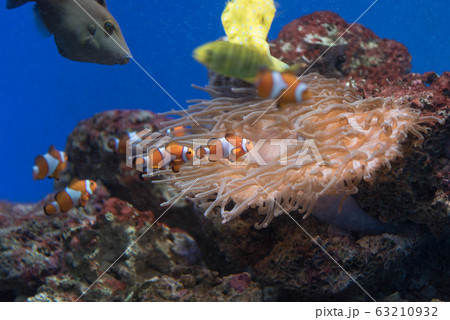 カクレクマノミ　水槽　熱帯魚 63210932