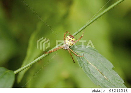 コガタコガネグモ コガタコガネグモ 63211518