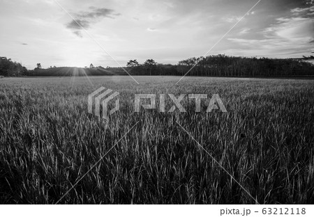Rice field with sunrise or sunset and sunbeam 63212118