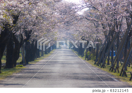母智丘神社の桜	 63212145