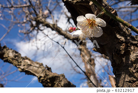 梅の花 63212917