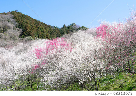 高尾山　高尾梅郷　木下沢梅林（こげさわばいりん） 63213075