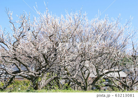 東京都　八王子市　高尾梅郷　遊歩道梅林 63213081