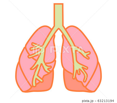 シンプルで健康的な肺のイラスト 気管支付のイラスト素材