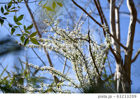 ユキヤナギの花 63213209