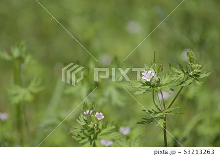 小さな白い雑草の花 アメリカフウロの写真素材
