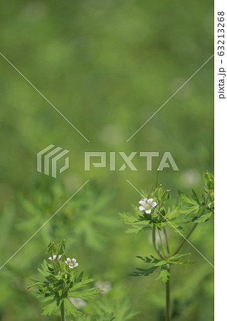 緑バックに小さな雑草の花 アメリカフウロの写真素材