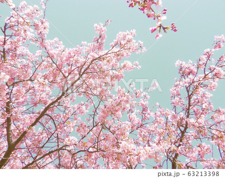 青空を背景にした、満開の河津桜の枝の遠景。 63213398