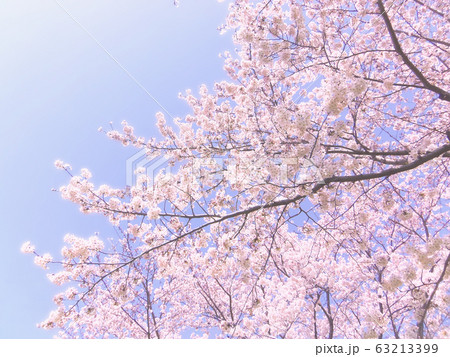 青空を背景に、開花したソメイヨシノの遠景画像。 63213399