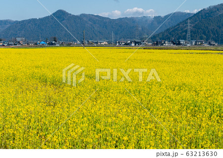 菜の花畑/福井県鯖江市舟枝町/さばえ菜花米/北陸新幹線沿線工事 菜の花畑/福井県鯖江市舟枝町/さばえ菜花米/北陸新幹線沿線工事 63213630