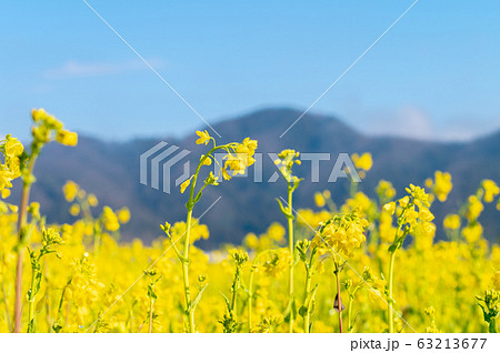菜の花畑/福井県鯖江市舟枝町/さばえ菜花米/北陸新幹線沿線工事 菜の花畑/福井県鯖江市舟枝町/さばえ菜花米/北陸新幹線沿線工事 63213677