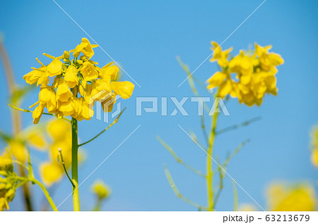 菜の花畑／福井県鯖江市舟枝町／さばえ菜花米／北陸新幹線沿線工事 63213679