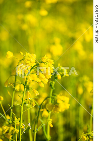 菜の花畑／福井県鯖江市舟枝町／さばえ菜花米／北陸新幹線沿線工事 63213695