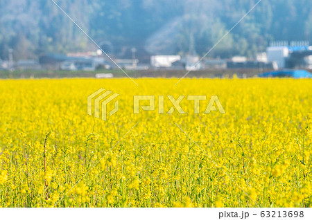 菜の花畑/福井県鯖江市舟枝町/さばえ菜花米/北陸新幹線沿線工事 菜の花畑/福井県鯖江市舟枝町/さばえ菜花米/北陸新幹線沿線工事 63213698