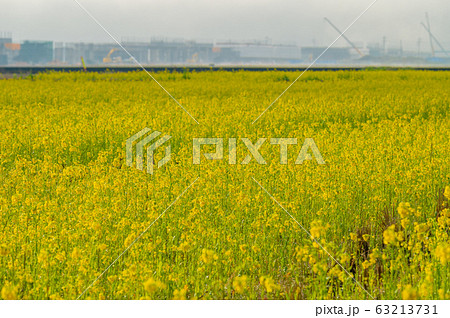 菜の花畑/福井県鯖江市舟枝町/さばえ菜花米/北陸新幹線沿線工事 菜の花畑/福井県鯖江市舟枝町/さばえ菜花米/北陸新幹線沿線工事 63213731