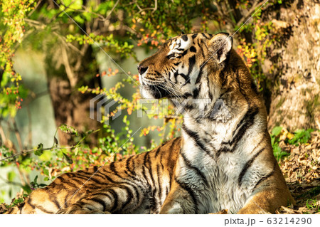 The Siberian tiger,Panthera tigris altaica in the The Siberian tiger,Panthera tigris altaica in the 63214290