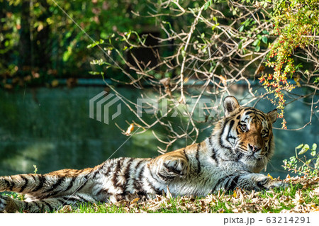 The Siberian tiger,Panthera tigris altaica in the The Siberian tiger,Panthera tigris altaica in the 63214291