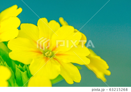 プリムラ プリムラ 63215268