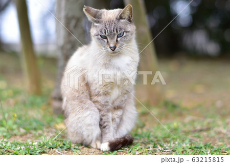 猫 63215815