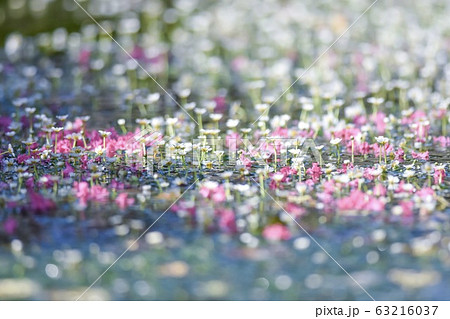 梅花藻 梅花藻 63216037