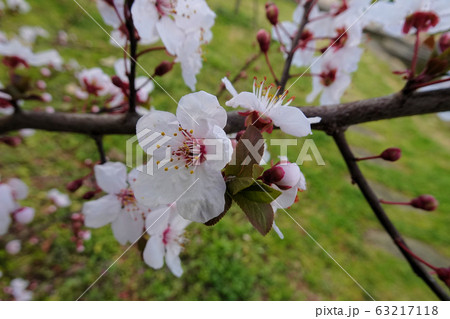 ベニバスモモの花 63217118