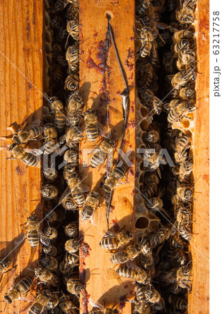 Close up view of the bees swarming on a honeycomb. Close up view of the bees swarming on a honeycomb. 63217758