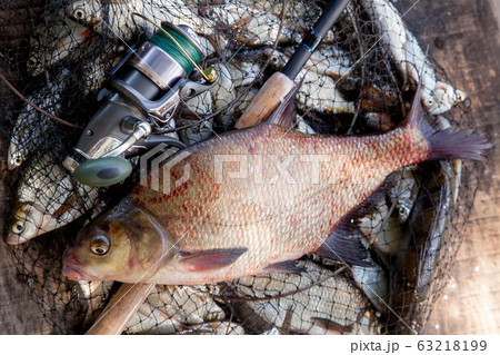 Trophy fishing. Big freshwater common bream fish - Stock Photo [63218199] -  PIXTA