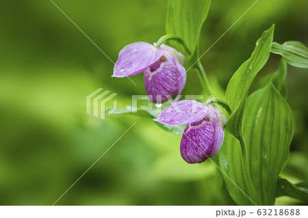 植物 私 ゲブルアル花 63218688
