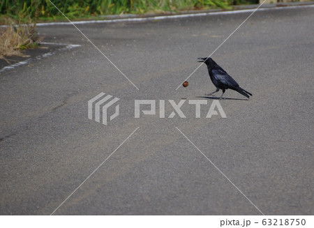 カラスのクルミ割り　カラスとクルミ 63218750