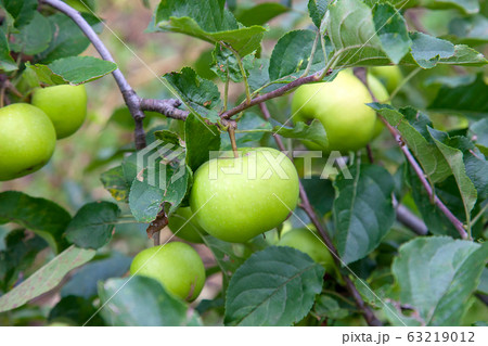 Shiny delicious green apples on a branch ready to 63219012
