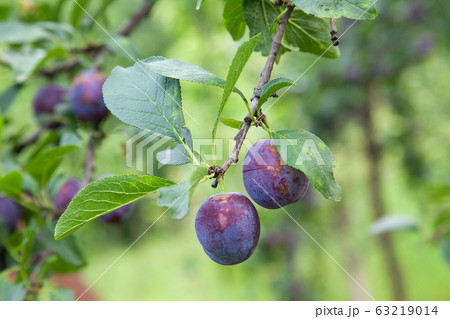 Plum tree branch with ripe juicy fruits on sunset 63219014