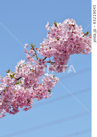 満開の河津さくら：桜並木：保谷川 63219045