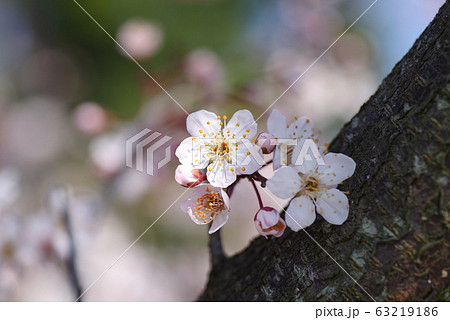 桜にそっくりな、ベニバスモモ 桜にそっくりな、ベニバスモモ 63219186