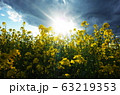 菜の花 63219353