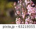 桜 63219355