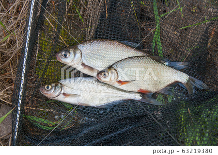 Several freshwater fish Several freshwater fish 63219380