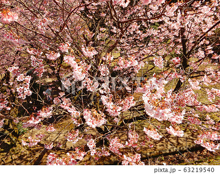 大津市 皇子が丘公園　青空に映える満開のハツミヨザクラ 63219540