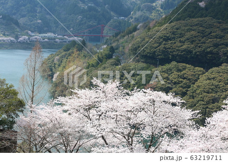 大渡ダム公園の満開の桜 63219711