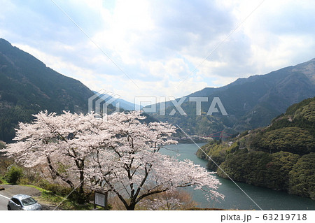 大渡ダム公園の満開の桜 大渡ダム公園の満開の桜 63219718