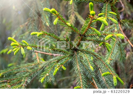 Fir branches with fresh shoots in spring. Fir branches with fresh shoots in spring. 63220329
