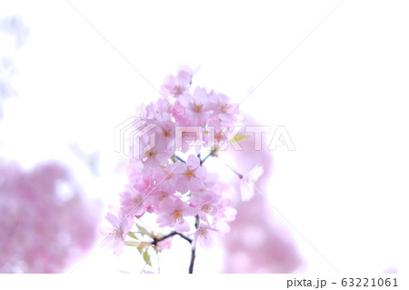 桜 桜 63221061