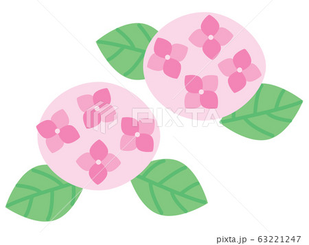 6月の2つのピンクの紫陽花のイラストのイラスト素材