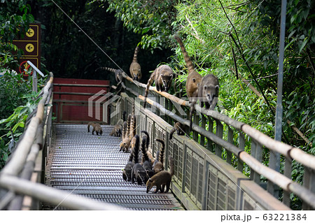 ハナグマ　イグアス国立公園 63221384