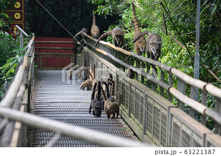 ハナグマ　イグアス国立公園 63221387