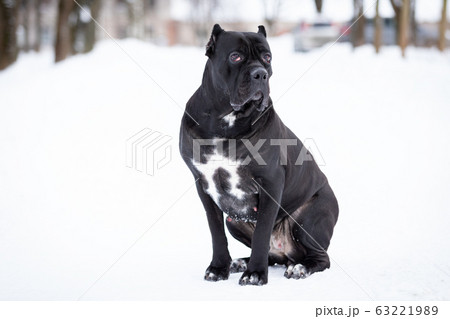 Adult dog walks outdoor at winter day 63221989