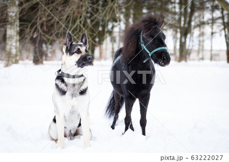 Black pony with dog walks outdoor at winter Black pony with dog walks outdoor at winter 63222027