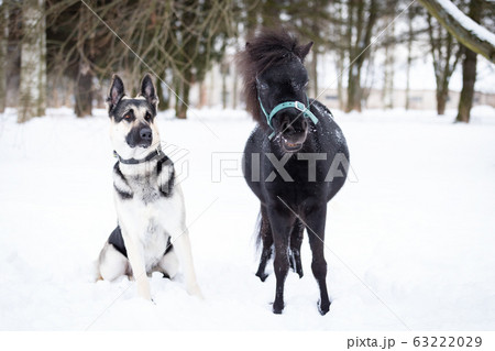 Black pony with dog walks outdoor at winter 63222029